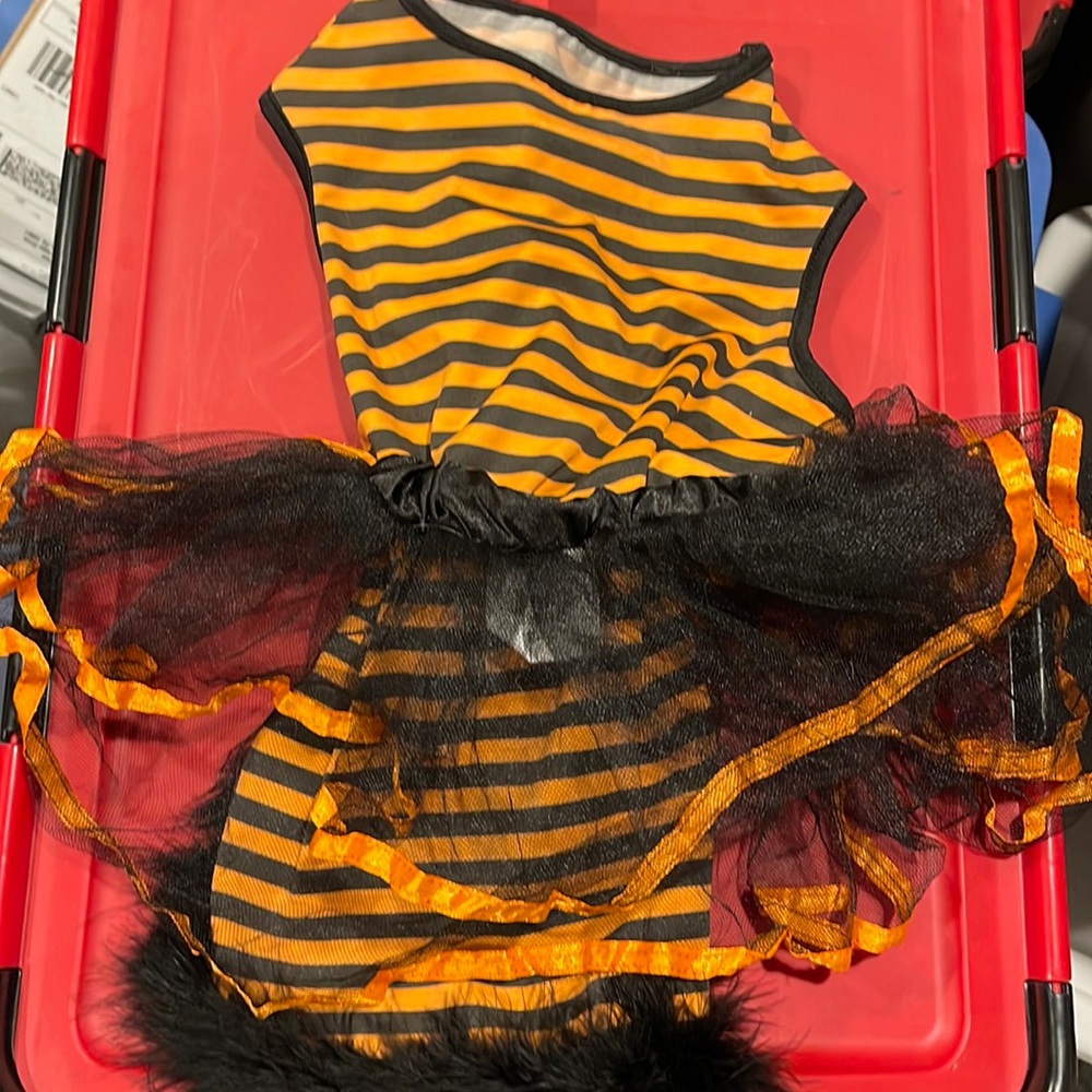Halloween pet witch costume.